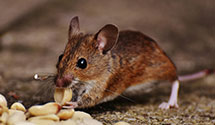 squirrel-control Experts in Hunlock Twp